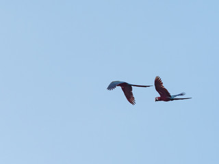 飛翔するベニコンゴウインコ