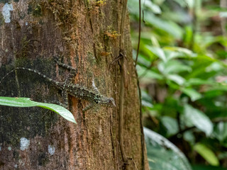 Obraz premium 南米のキノボリトカゲ