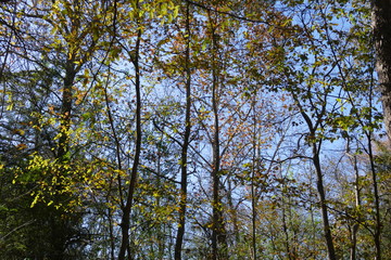 fall in the woods