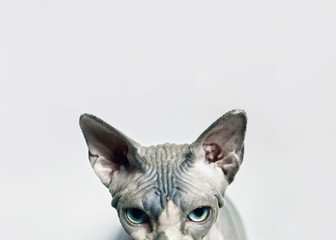 Scary cat on light background. Angry Sphinx cat. Hairless cat. Copy space.