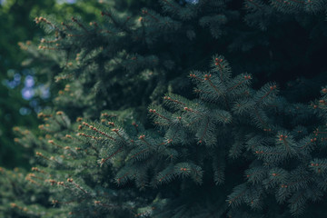 Picea pungens and hands, blue Spruce, Beautiful fresh blue green natural christmas tree