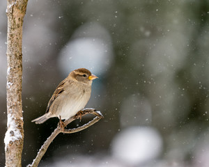 Closeup of a bird in winter
