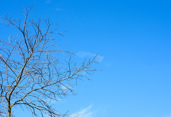 Autumn background . Leafless trees on blue sky