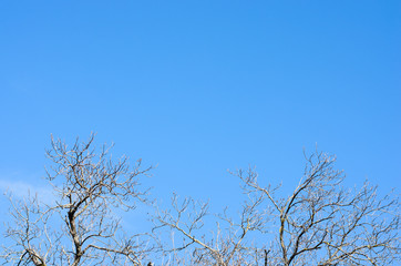 Autumn background . Leafless dried branches on background of blue sky .