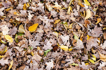 Autumn background . Background of different dry rusty leaves in the park .