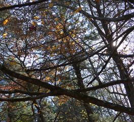 trees in November light