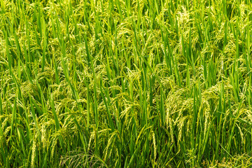 Nha Trang, Vietnam - March 11, 2019: Phuoc Trach rural neighborhood. Nothing but closeup of some green riping rice plants.