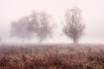 Obraz na płótnie Canvas Foffy misty hazy and cold autumn sunrise at fields of grass