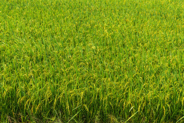 Nha Trang, Vietnam - March 11, 2019: Phuoc Trach rural neighborhood. Nothing but green riping rice plants.