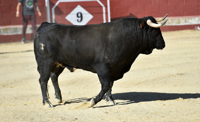 toro negro español con grandes cuernos