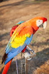 Parrot