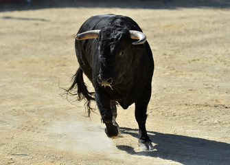 toro negro español en un espectaculo de toreo