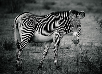 Fototapeta na wymiar zebra in africa