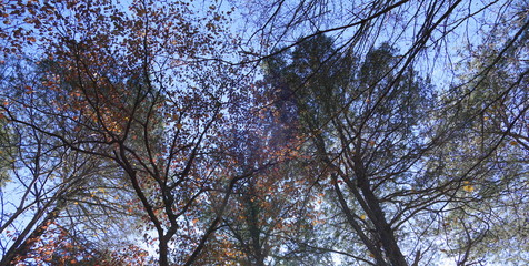 November light