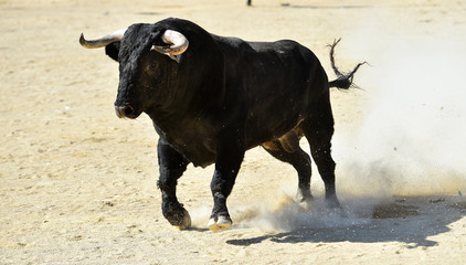 toro negro español con grandes cuernos