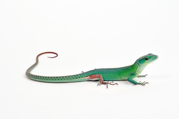 green keel-bellied lizard (Gastropholis prasina) - Grüne Baumeidechse