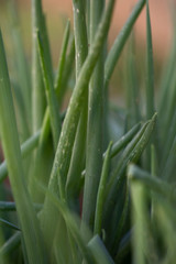 Obraz premium Cebolinha