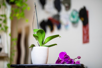 The flowers fall off of an orchid, leaving behind nothing but a stem in a pot. 
