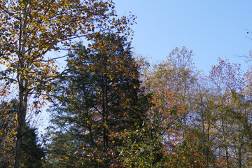 trees of fall
