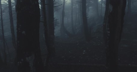 Walking Inside A Scary Mystical Dark Foggy Forest.Gimbal steadicam movement as we walk in or past a fairy tale like forest with tall fir trees in heavy fog and mist.10 bit 4:2:2 - Powered by Adobe