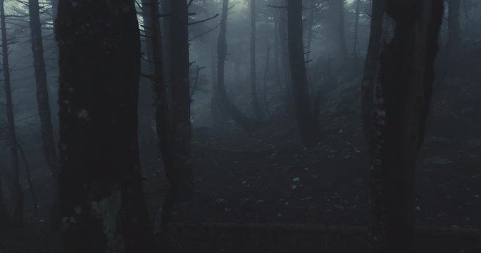 Walking Inside A Scary Mystical Dark Foggy Forest.Gimbal steadicam movement as we walk in or past a fairy tale like forest with tall fir trees in heavy fog and mist.10 bit 4:2:2