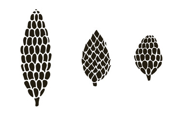 Vector hand drawn doodle illustration of pine or fir conifer cone set. New Year and Christmas winter decoration isolated on white background. Design element, poster or greeting card template