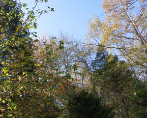 autumn trees