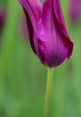 Purple spring lily flowering tulip with raindrops on the glistening petal. 