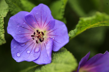 Closeup of an isolated blue violated cranesbill, rozanne