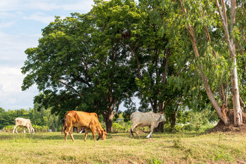 White and brown Thai cows graze near a large tree.