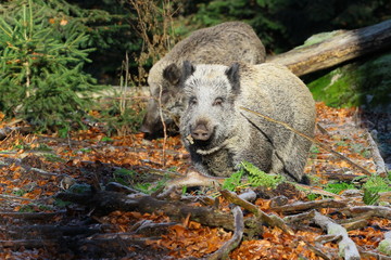 wildschwein