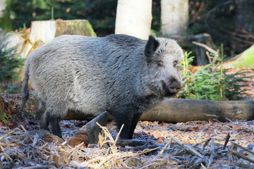 wildschwein