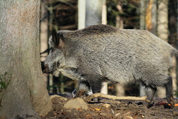 wildschwein