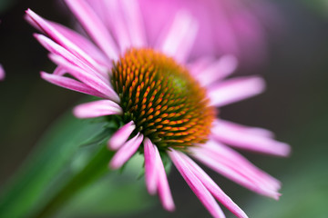 landscape of pinkish purple echinacea purpurea on a green background