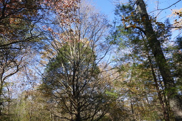 Obraz premium November trees