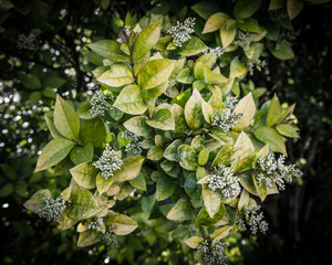 Bunch of Green leaves with White buds against dark background
