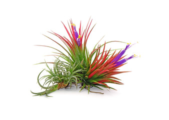 Naklejka na ściany i meble Tillandsia ionantha isolated on white background. Tillandsia are sky plant, careless and low maintenance ornamental plants that required no soil, only plenty of water, sunlight and good airflow.