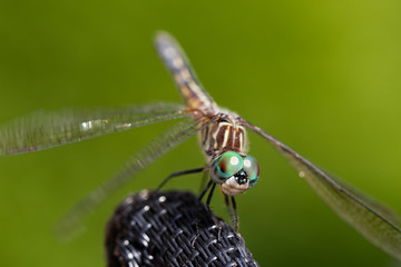 Blue green eyeballs of this blue dasher dragonfly,