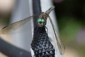 Male blue dasher dragonfly pondering what to eat next 