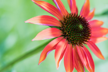 Beautiful coral coneflower on a pale green blurred background