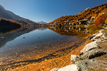 Herbst am Silser See mit seinen farbigen Lärchen im Engadin in der Schweiz