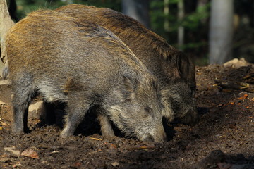 wildschwein