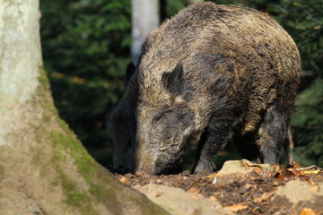 wildschwein