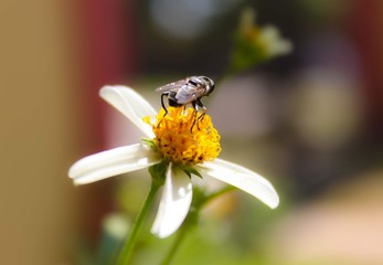 bee on flower