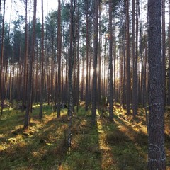 Obraz premium forest in autumn