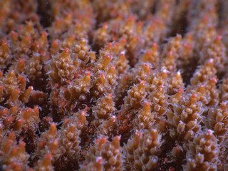 Acropora coral spawning on Magnetic Island