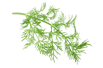 fresh dill isolated on a white background