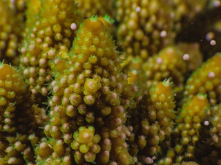Acropora coral spawning on Magnetic Island