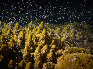 Fotobehang Acropora coral spawning on Magnetic Island © Coral_Brunner