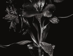 bloem op zwart